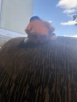 🐥 Micro Chicken Lil, a male Pomeranian and Poodle - Toy  for sale in New York City, NY – Photo 5 of 8