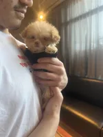 🐥 Micro Chicken Lil, a male Pomeranian and Poodle - Toy  for sale in New York City, NY – Photo 3 of 8