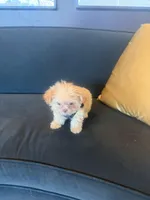 🐥 Micro Chicken Lil, a male Pomeranian and Poodle - Toy  for sale in New York City, NY – Photo 7 of 8