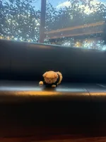 🐥 Micro Chicken Lil, a male Pomeranian and Poodle - Toy  for sale in New York City, NY – Photo 6 of 8