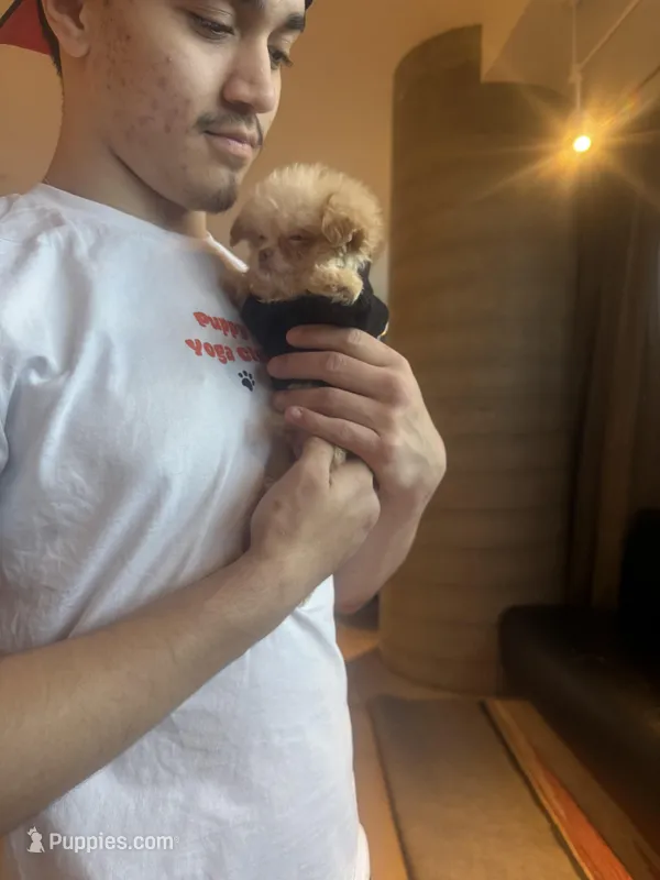🐥 Micro Chicken Lil – Pomeranian, Poodle - Toy  puppy for sale in New York City, NY