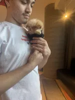 🐥 Micro Chicken Lil, a male Pomeranian and Poodle - Toy  for sale in New York City, NY – Photo 2 of 8