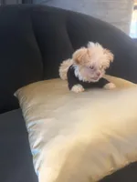 🐥 Micro Chicken Lil, a male Pomeranian and Poodle - Toy  for sale in New York City, NY – Photo 4 of 8