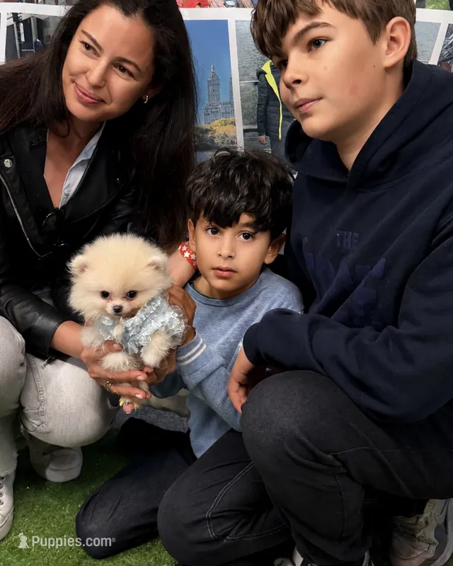 Mr.Softee  – Pomeranian puppy for sale in New York City, NY