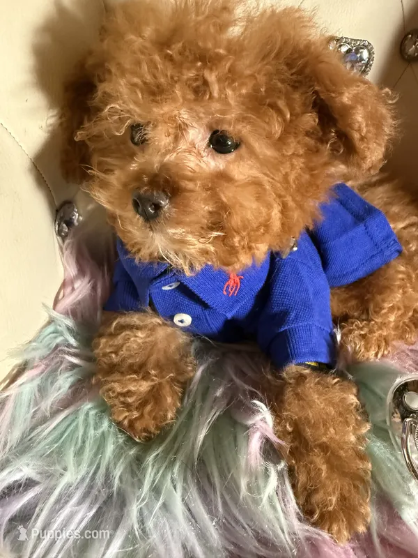 Tiny Tcup Pretty Ricky  – Poodle - Toy  puppy on hold in New York City, NY
