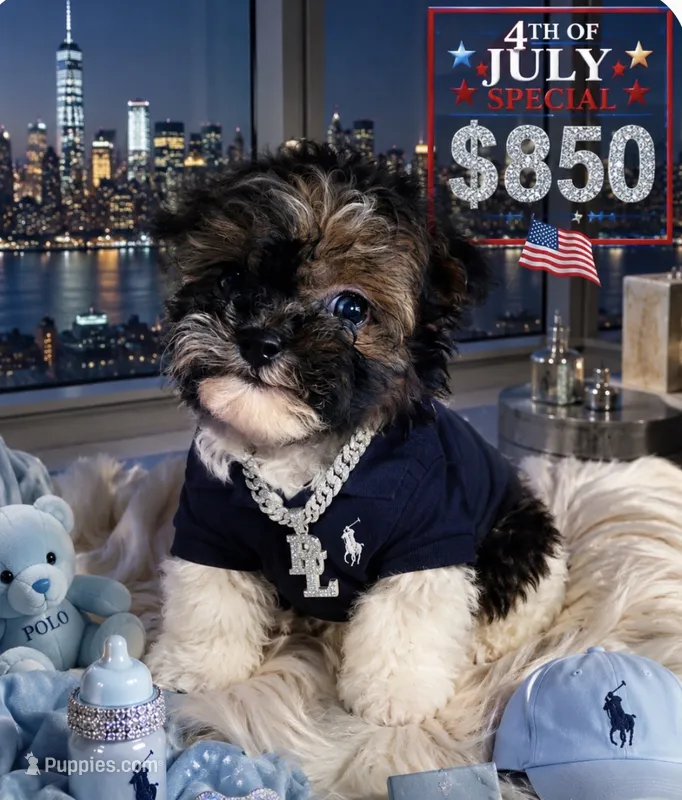 🐶 Micro Teacup Kitkat  🍡 – Pomapoo puppy for sale in New York City, NY