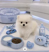 🍦 Micro Mr.Softee 🍦, a male Pomeranian for sale in New York City, NY – 6 of 8