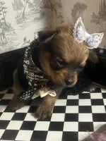 Evie , a female Pomchi for sale in New York City, NY – Photo 3 of 7