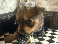 Evie , a female Pomchi for sale in New York City, NY – Photo 2 of 7