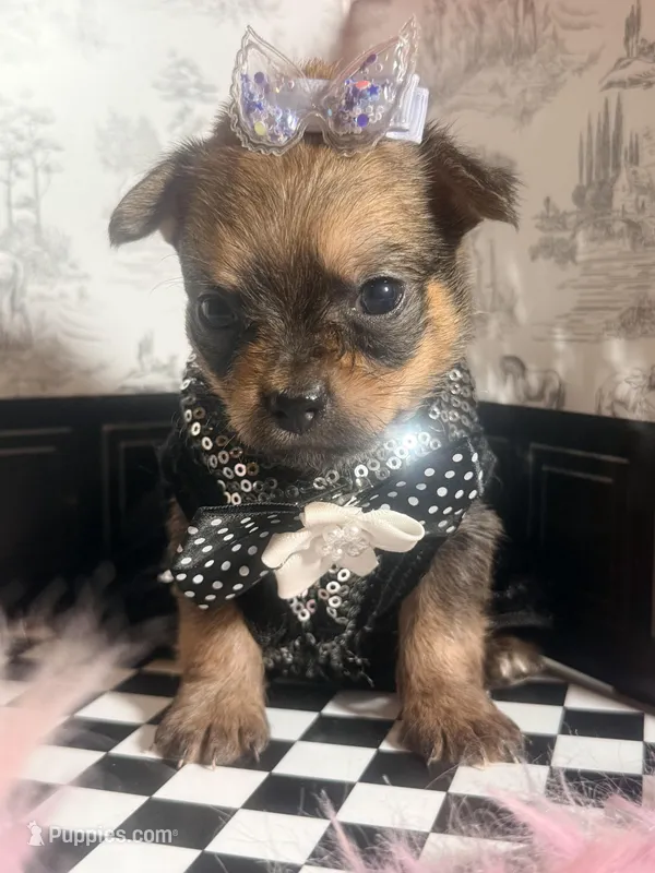 Evie  – Pomchi puppy for sale in New York City, NY