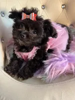  ⭐️ Tcup Sassy Betty Boop , a female Pomapoo for sale in New York City, NY – 4 of 6