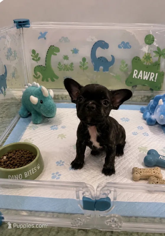 🦖 Ex Small Pocket Dino  – French Bulldog, Poodle - Toy  puppy for sale in New York City, NY