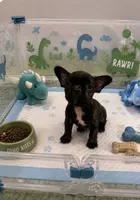 🦖 Ex Small Pocket Dino , a male French Bulldog and Poodle - Toy  for sale in New York City, NY – 1 of 1