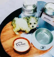 🎁Micro  Hold Handsome, a male Maltipoo and Maltese for sale in New York City, NY – Photo 6 of 7