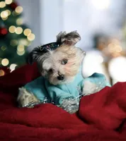 🎁Micro  Hold Handsome, a male Maltipoo and Maltese for sale in New York City, NY – Photo 1 of 7