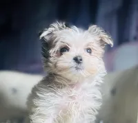 🎁Micro  Hold Handsome, a male Maltipoo and Maltese for sale in New York City, NY – Photo 5 of 7