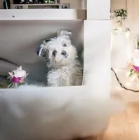 🎁Micro  Hold Handsome, a male Maltipoo and Maltese for sale in New York City, NY – Photo 3 of 7