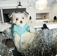 🎁Micro  Hold Handsome, a male Maltipoo and Maltese for sale in New York City, NY – Photo 4 of 7