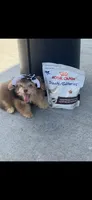 🧸Rare Phantom Tiny  Denim 🐾, a male Poodle - Toy  for sale in New York City, NY – 4 of 8