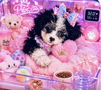 Cleopatra , a female Poodle - Toy  for sale in New York City, NY – 4 of 5