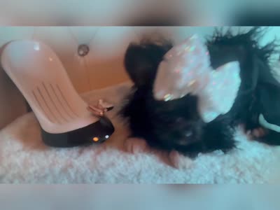🔥Micro Nano  Mc Flurrie  💐, a female Pomapoo for sale in New York City, NY – 6 of 10