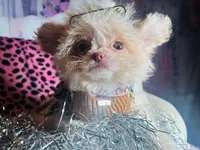 🍓 Micro Tcup Pink Juice 🥤, a female Poodle - Toy  and Chipoo for sale in New York City, NY – Photo 5 of 7