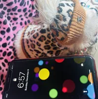 🍓 Micro Tcup Pink Juice 🥤, a female Poodle - Toy  and Chipoo for sale in New York City, NY – Photo 3 of 7