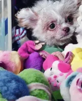 🍓 Micro Tcup Pink Juice 🥤, a female Poodle - Toy  and Chipoo for sale in New York City, NY – Photo 1 of 7