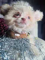 🍓 Micro Tcup Pink Juice 🥤, a female Poodle - Toy  and Chipoo for sale in New York City, NY – Photo 6 of 7