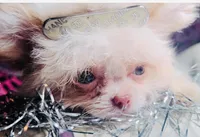 🍓 Micro Tcup Pink Juice 🥤, a female Poodle - Toy  and Chipoo for sale in New York City, NY – Photo 7 of 7