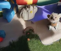 🍓 Micro Tcup Pink Juice 🥤, a female Poodle - Toy  and Chipoo for sale in New York City, NY – Photo 4 of 7