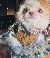 🍓 Micro Tcup Pink Juice 🥤, a female Poodle - Toy  and Chipoo for sale in New York City, NY – Photo 2 of 7