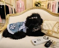 🌹 Tiny Teacup Orianna, a female Maltipoo for sale in New York City, NY – 1 of 8