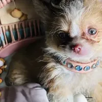 ❤️‍🔥Extreme Tcup Dai Dream, a female Poodle - Toy  and Chipoo for sale in New York City, NY – Photo 3 of 7