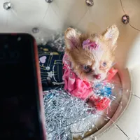 ❤️‍🔥Extreme Tcup Dai Dream, a female Poodle - Toy  and Chipoo for sale in New York City, NY – Photo 7 of 7