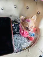 processed/8c20f172-a679-4910-9988-a281b8da09e1/listing/442e24fe-62fb-40a4-826a-228fd3c00287/21d040f6-0168-4d13-be7f-f1f3aaf767dc