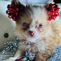 ❤️‍🔥Extreme Tcup Dai Dream, a female Poodle - Toy  and Chipoo for sale in New York City, NY – Photo 4 of 7