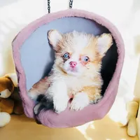 ❤️‍🔥Extreme Tcup Dai Dream, a female Poodle - Toy  and Chipoo for sale in New York City, NY – Photo 1 of 7