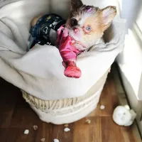 ❤️‍🔥Extreme Tcup Dai Dream, a female Poodle - Toy  and Chipoo for sale in New York City, NY – Photo 5 of 7