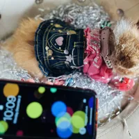 ❤️‍🔥Extreme Tcup Dai Dream, a female Poodle - Toy  and Chipoo for sale in New York City, NY – Photo 2 of 7