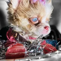 ❤️‍🔥Extreme Tcup Dai Dream, a female Poodle - Toy  and Chipoo for sale in New York City, NY – Photo 6 of 7