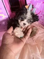 💕  Teacup  Cleopatra 🍭 , a female Poodle - Toy  for sale in New York City, NY – 4 of 10