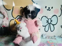 Baby Twinkle 4 Hasan, a female Poodle - Toy  for sale in New York City, NY – Photo 5 of 6