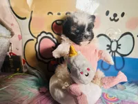 Baby Twinkle 4 Hasan, a female Poodle - Toy  for sale in New York City, NY – Photo 2 of 6