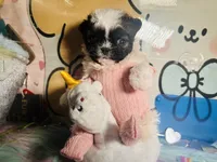 Baby Twinkle 4 Hasan, a female Poodle - Toy  for sale in New York City, NY – Photo 3 of 6