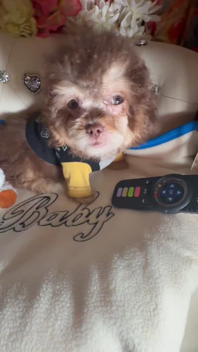 🧸Rare Phantom Tiny  Denim 🐾, a male Poodle - Toy  for sale in New York City, NY – 7 of 8