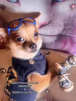 🍼Micro Teacup Reserevd 4 Beyoncé Celaine 🍭, a male Chihuahua and Peek-A-Pom for sale in New York City, NY – 2 of 6