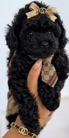 💙Tiny Solar 🌎, a male Poodle - Toy  for sale in New York City, NY – 2 of 2