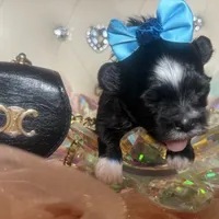 🌹 Teacup Orianna, a female Maltipoo for sale in New York City, NY – Photo 3 of 8