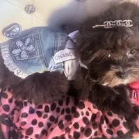 🌹 Teacup Orianna, a female Maltipoo for sale in New York City, NY – Photo 2 of 8